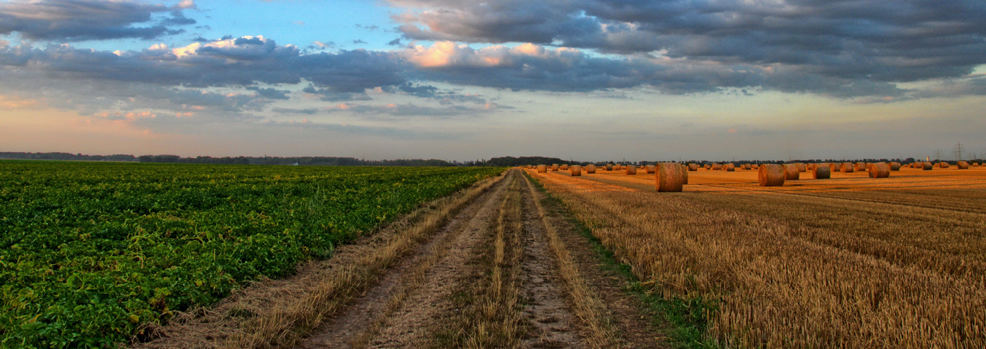 Image - Chasing the Harvest in Heat