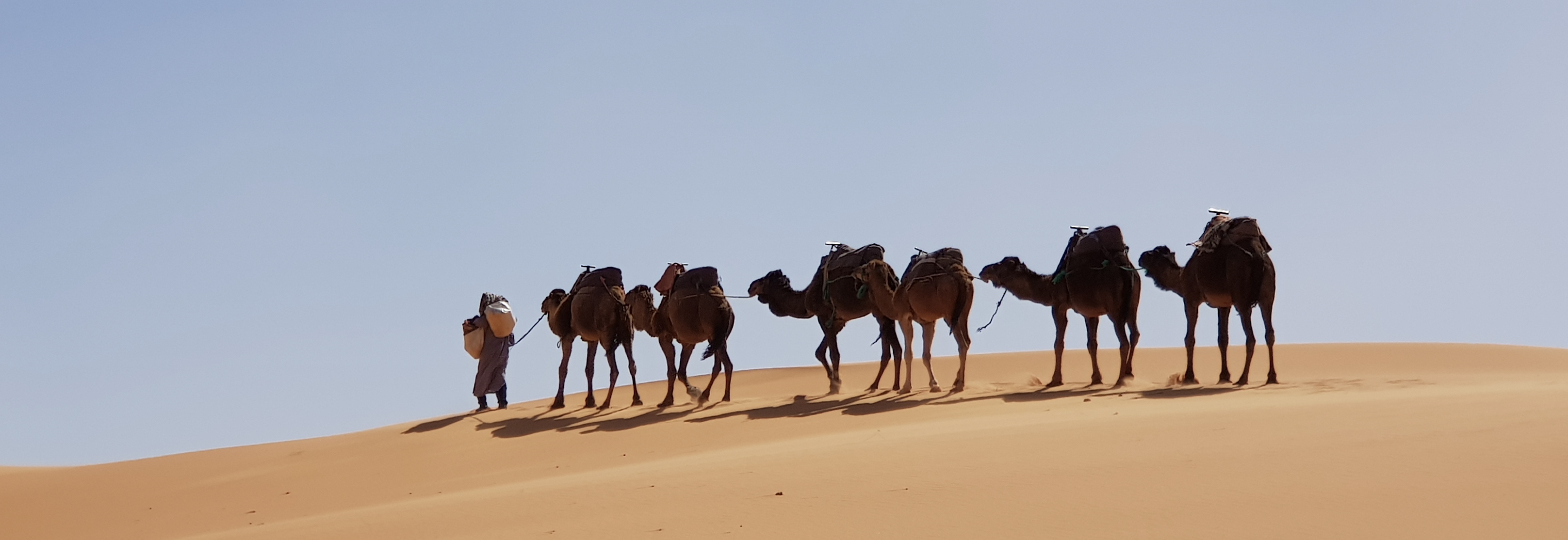 Image - Camels in the Sahara