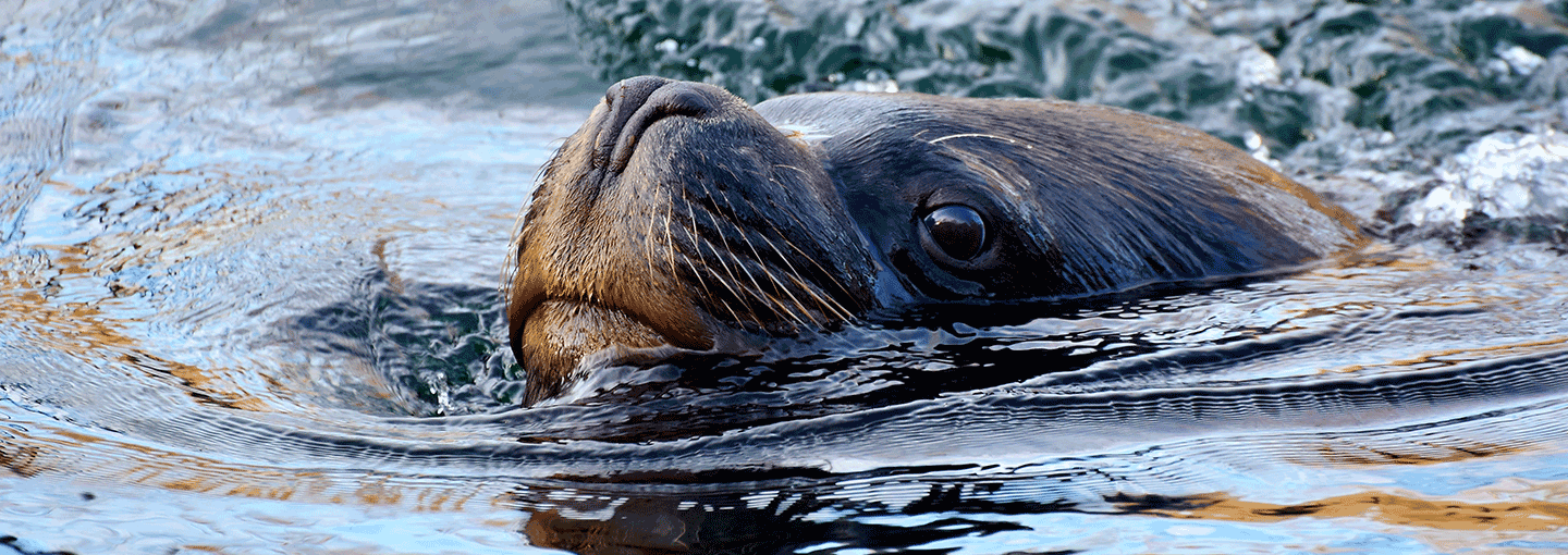 Image - Safe Marine Environments