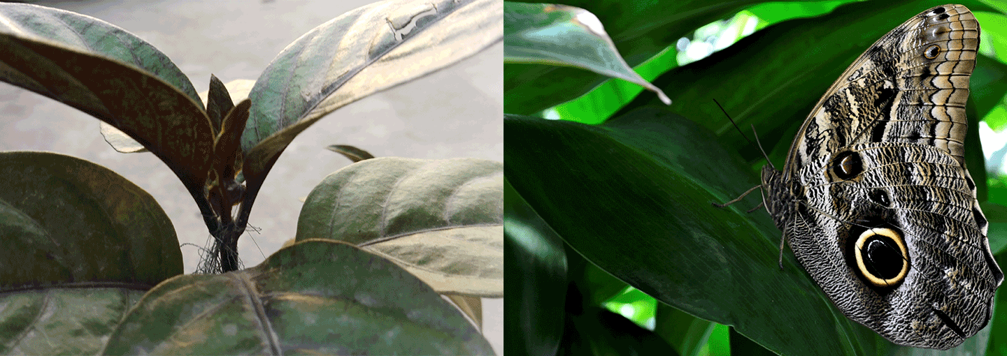 Image - Our Inner Ecology