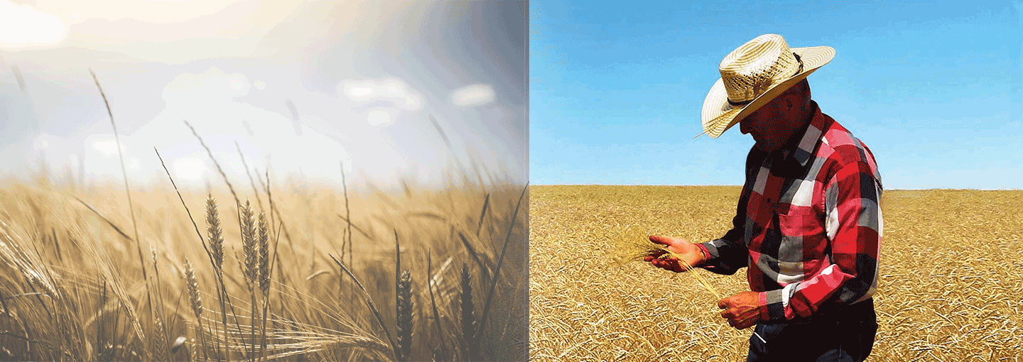 Image - A Quest to Revive Ancient Wheat