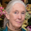 Image - Jane Goodall