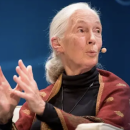 Image - Jane Goodall