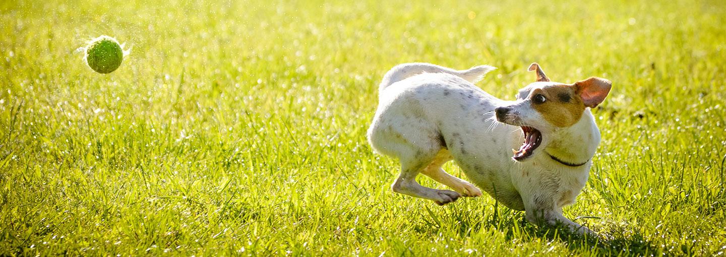 Solving Your Doggy Dilemmas Image - Solving Your Doggy Dilemmas
