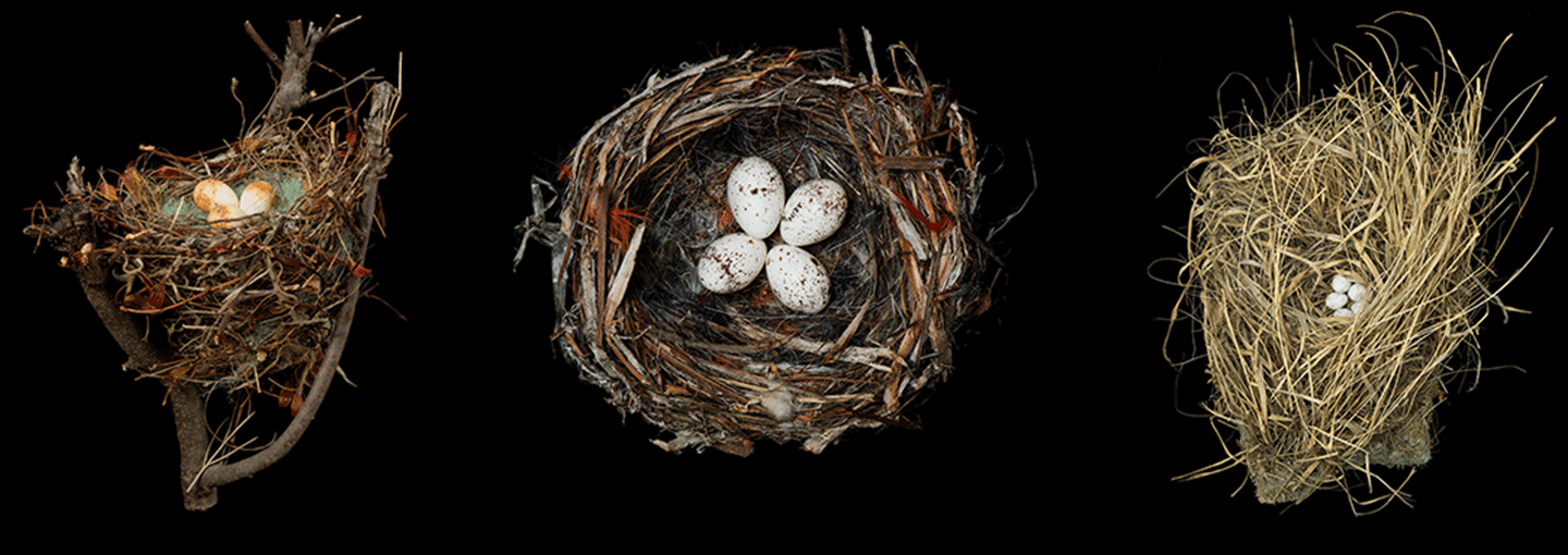 Beyond the Marvel of a Nest Image - Beyond the Marvel of a Nest