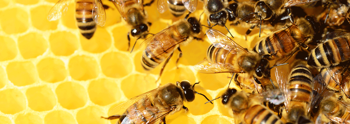 Bees, Butterflies and Your Well-Being Image - Bees, Butterflies and Your Well-Being
