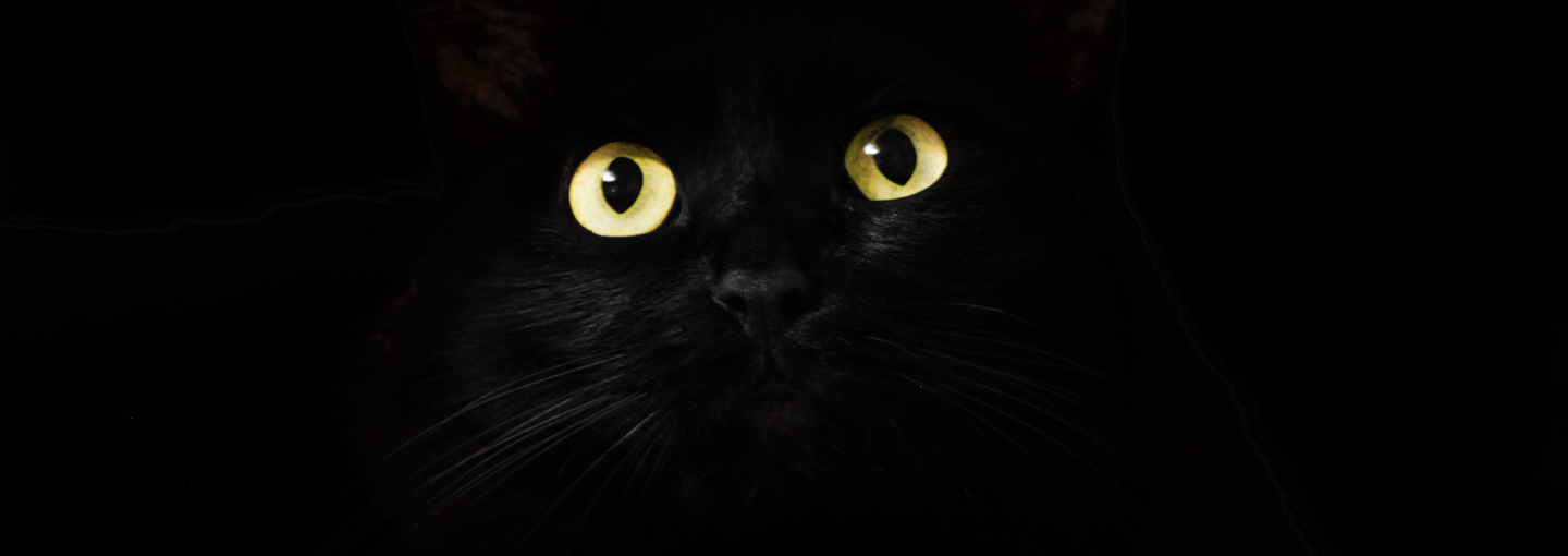 Black Cats in Dark Rooms: Conspiracy Theories Image - black cat
