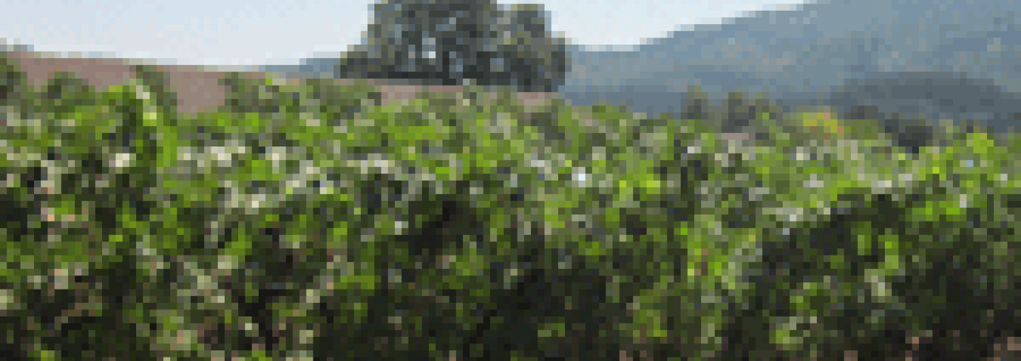 Dry Farming Wine Grapes in California: Making Great Wine Image - Dry Farming Wine Grapes in California: Making Great Wine