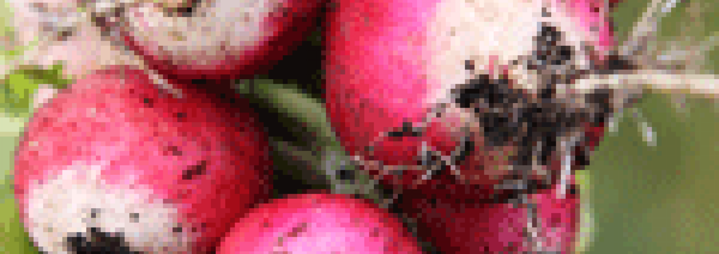 New Food Revolution Image - New Food Revolution