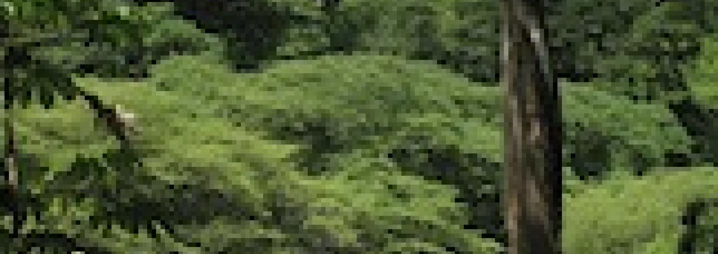 Forest Wars Image - Forest Wars