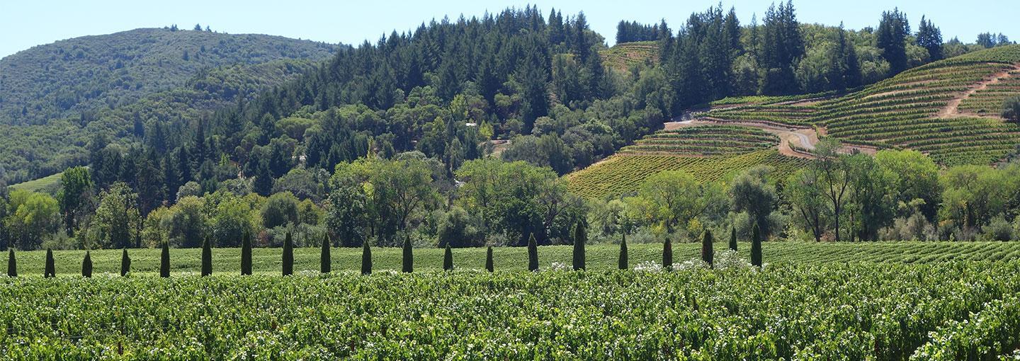 Image - A Holiday Toast to the 2016 Wine Harvest