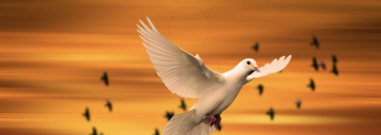 Violence Against the AAPI Community and Rising Above the Hate Image - dove