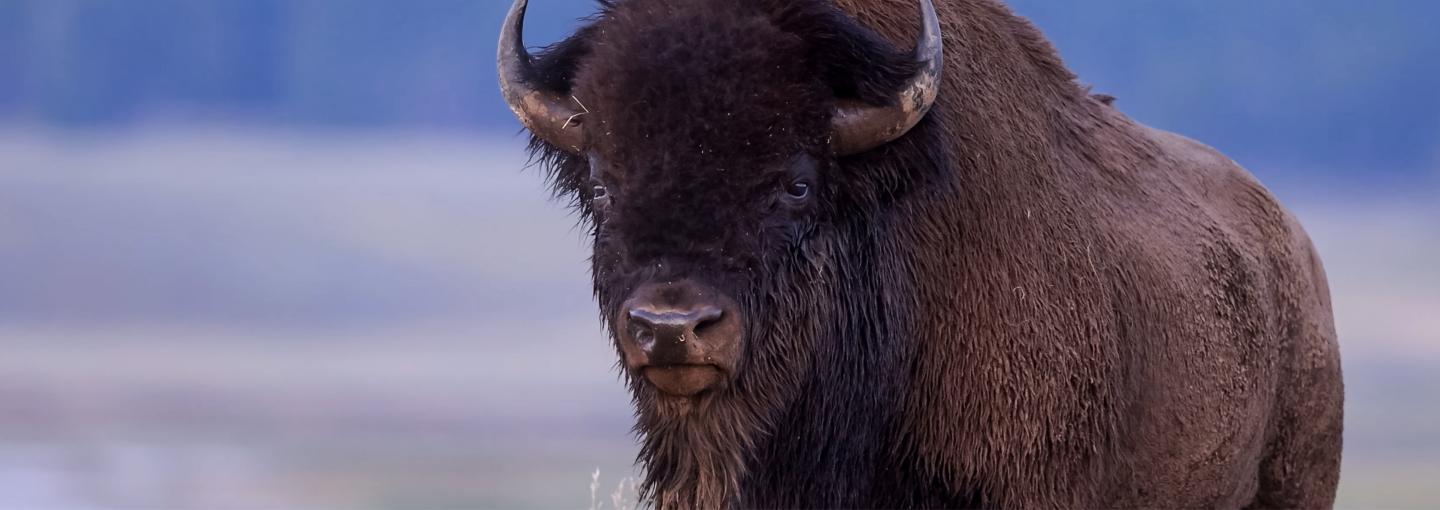 Image - buffalo