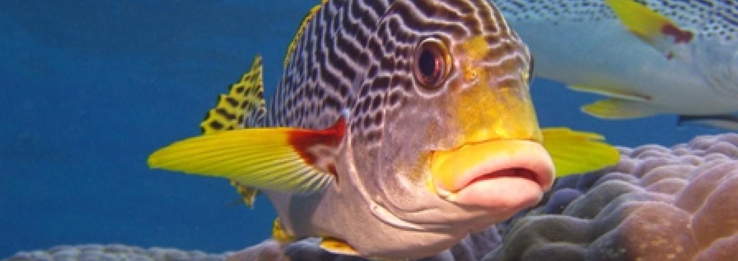 Great Barrier Reef
