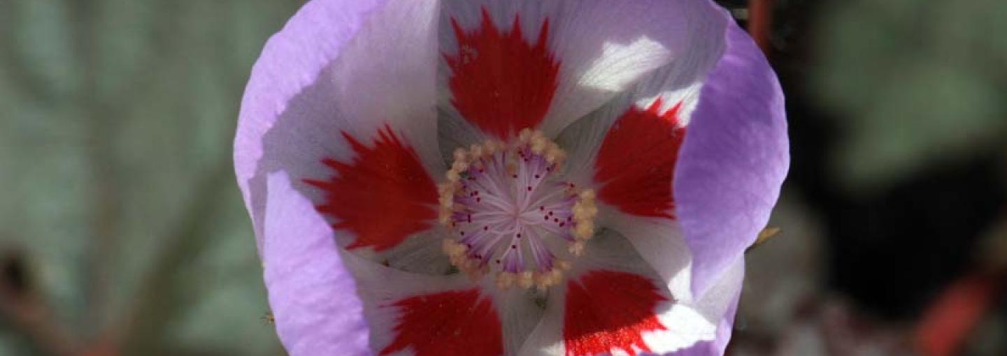 Desert Five Spot (by National Park Service)
