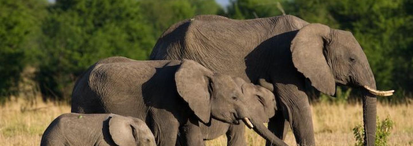 Serengeti Elephants_Andy Biggs