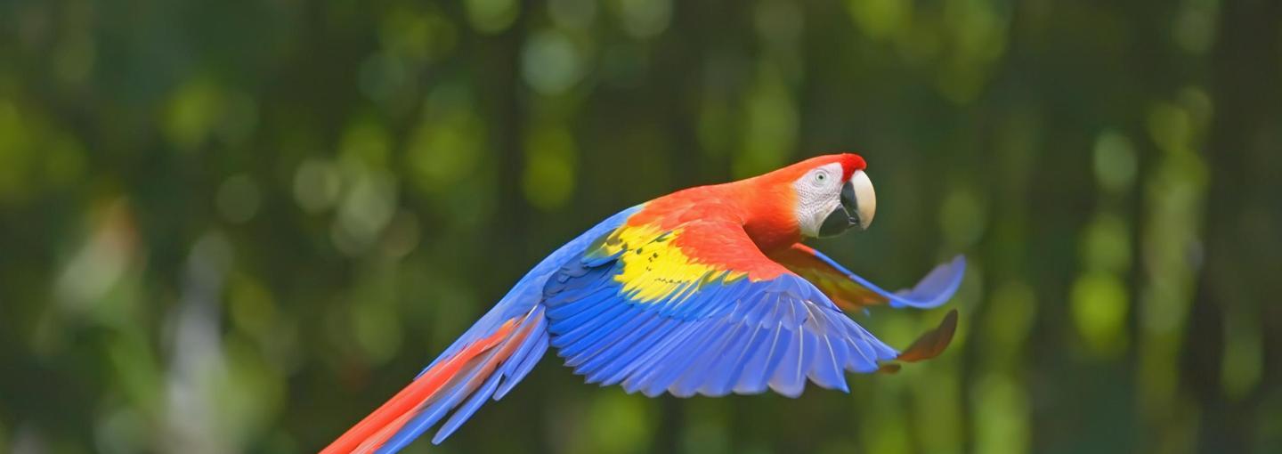 Macaw