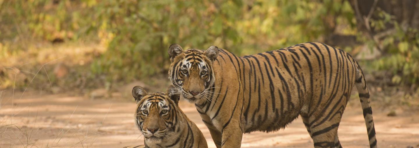 Tigers