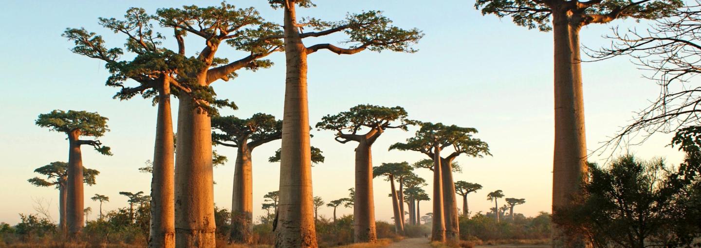 Baobabs