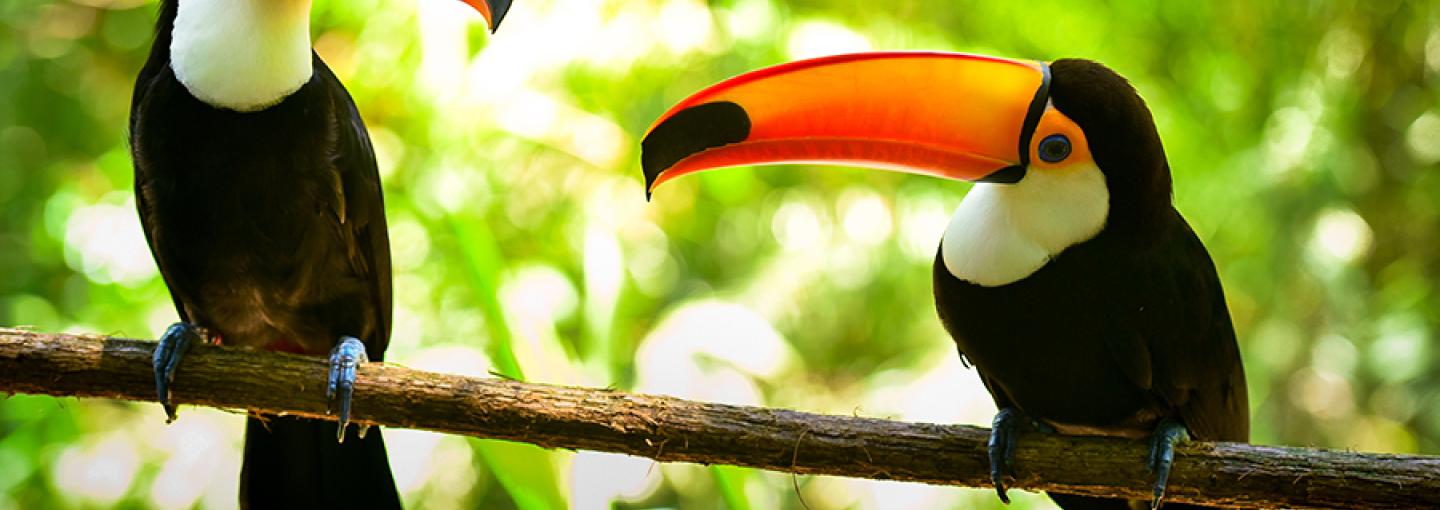 Amazon Toucans