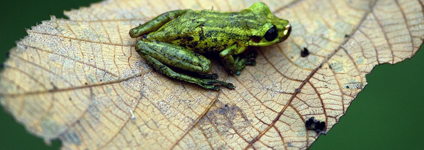 Amazon Frog