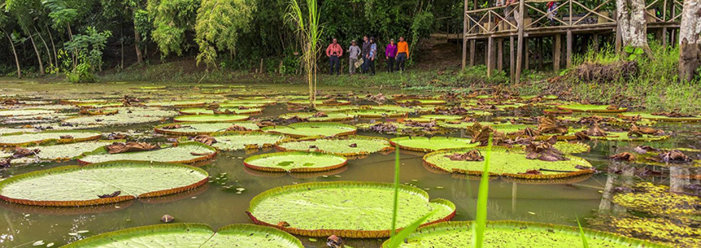 Amazon Victorias Regias