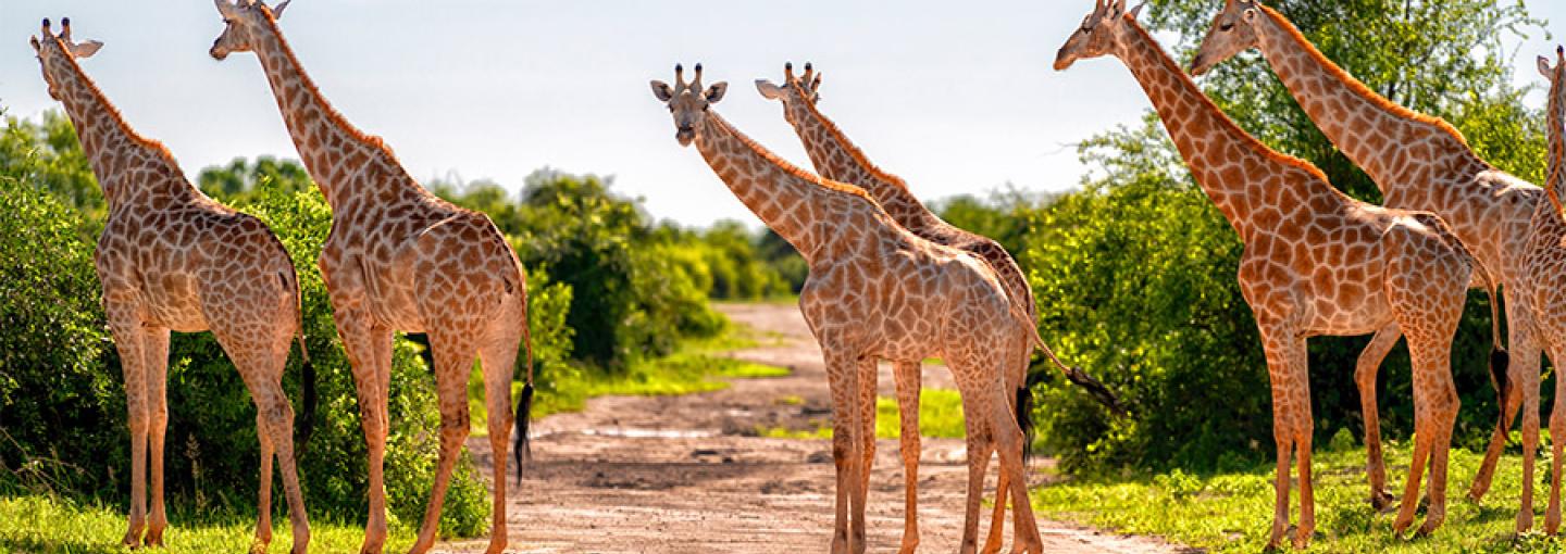 Giraffes