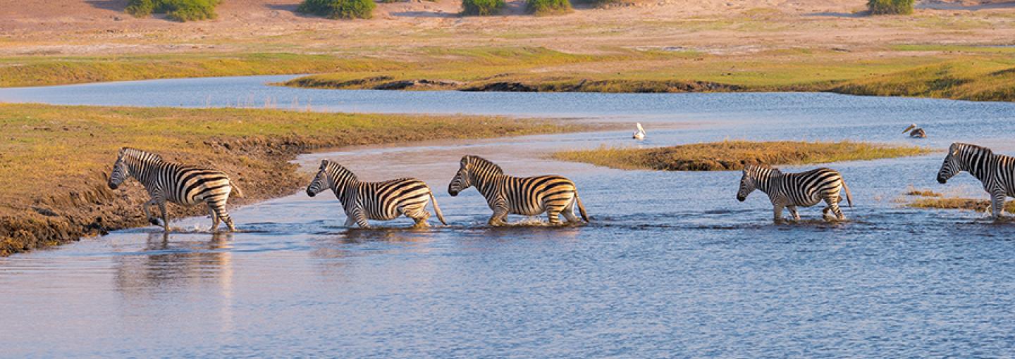 Zebras