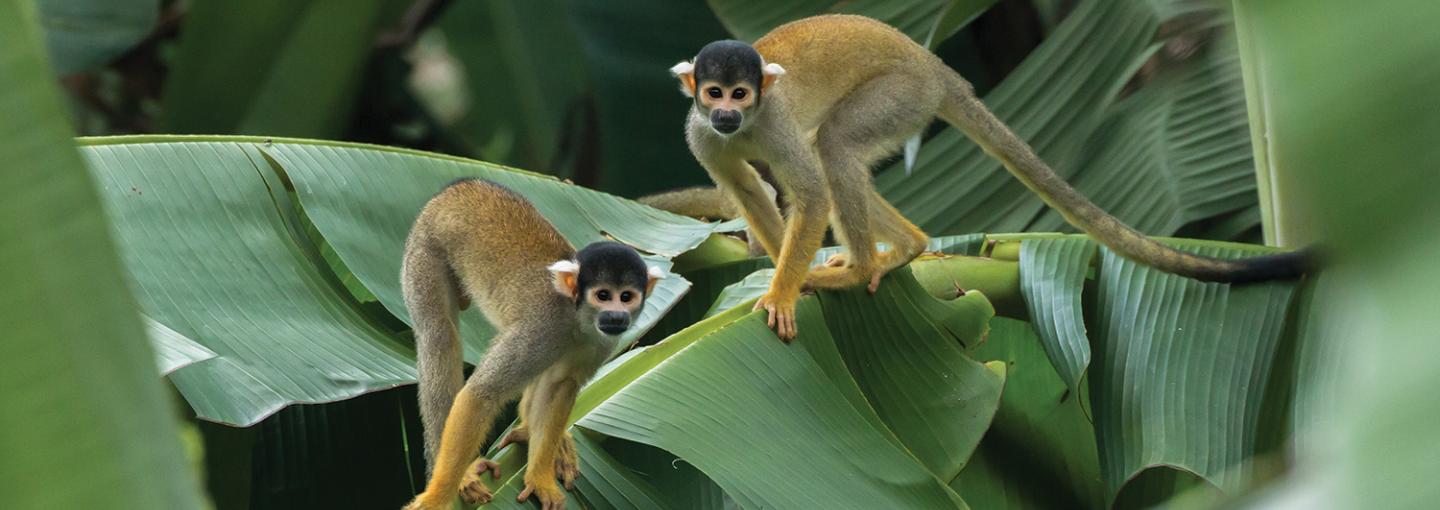 Amazon Squirrel Monkey