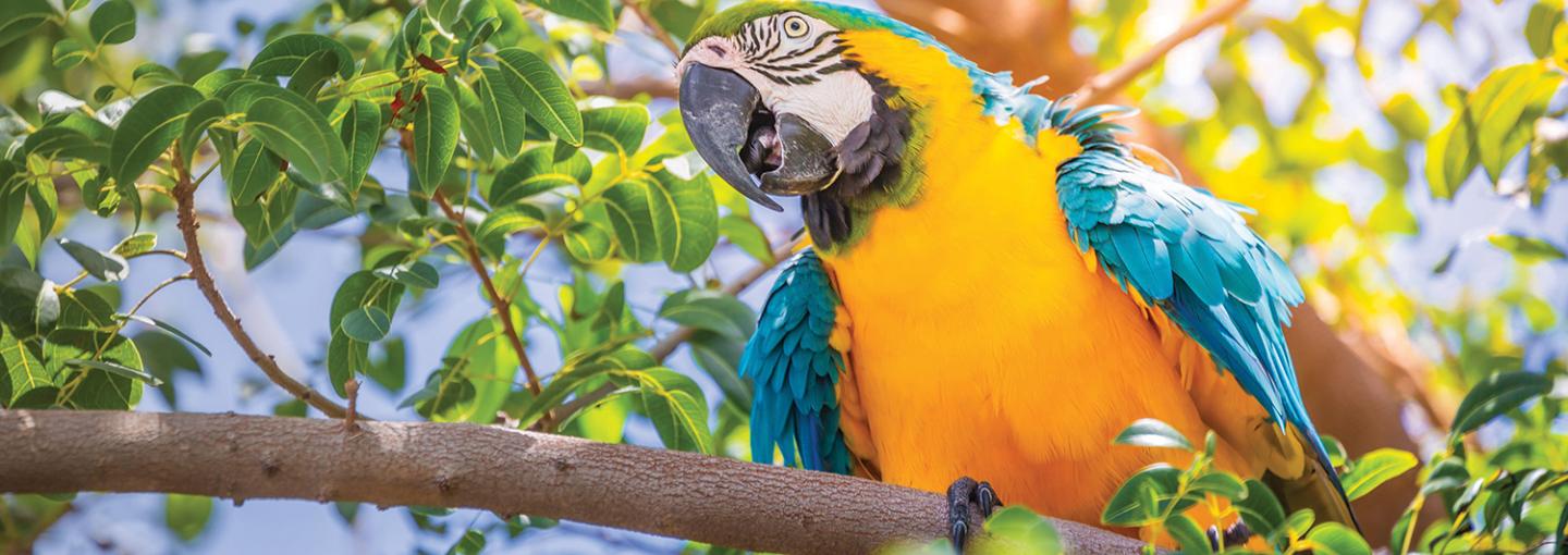 Macaw Amazon