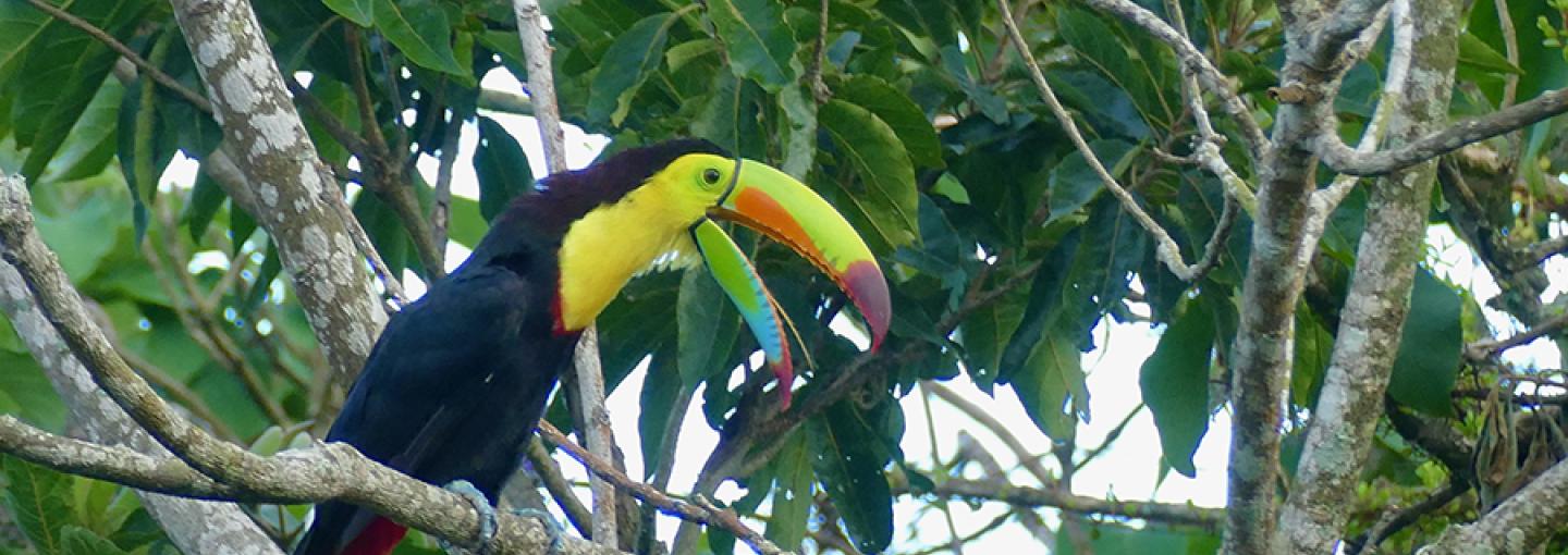 Toucan