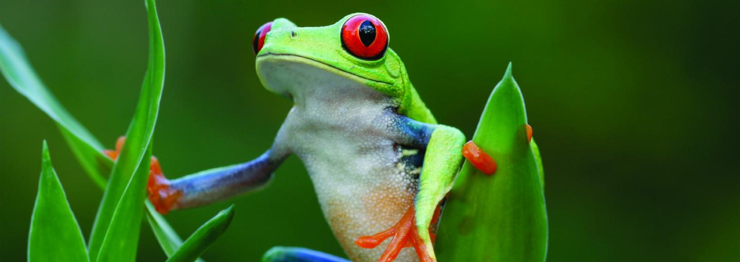 Tree Frog