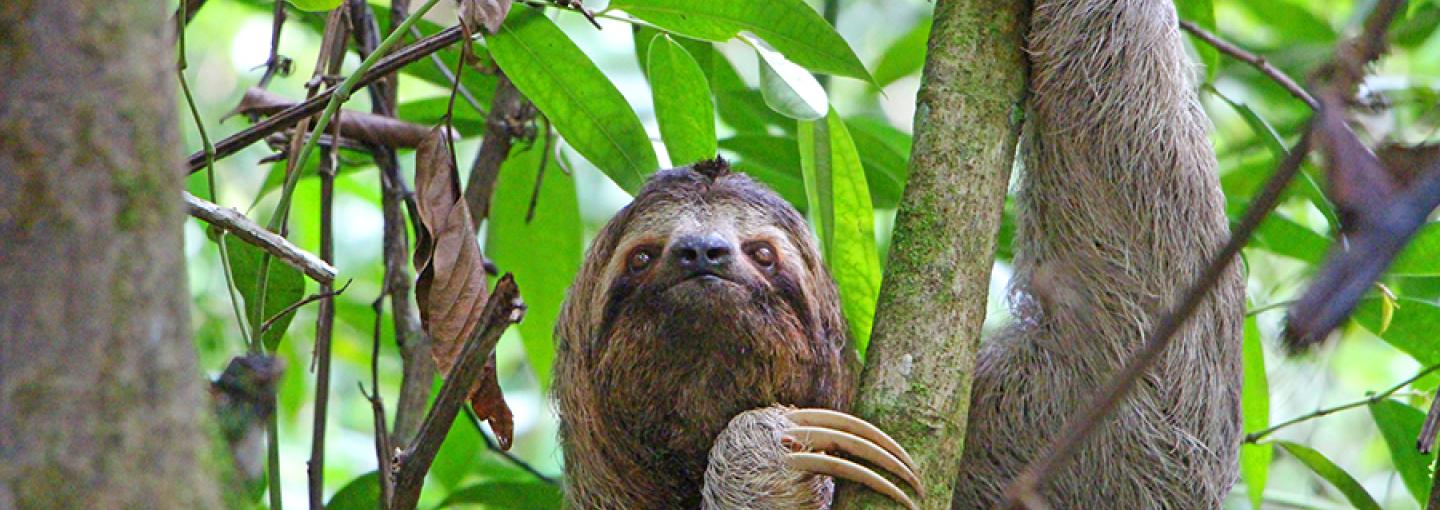 Sloth