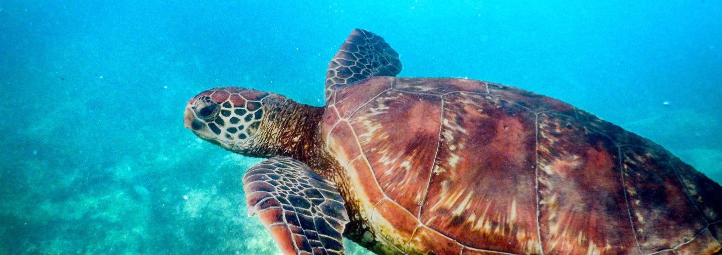 Green turtle