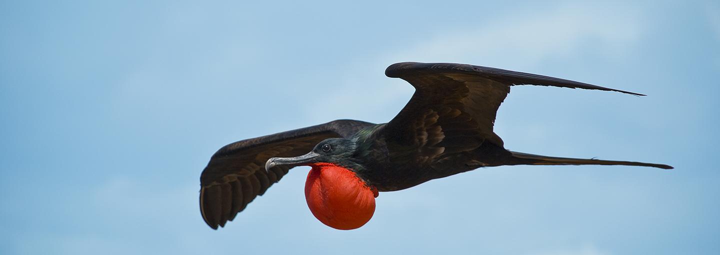 Magnificent Frigate Bird