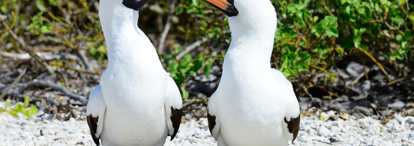 Nazca Boobie