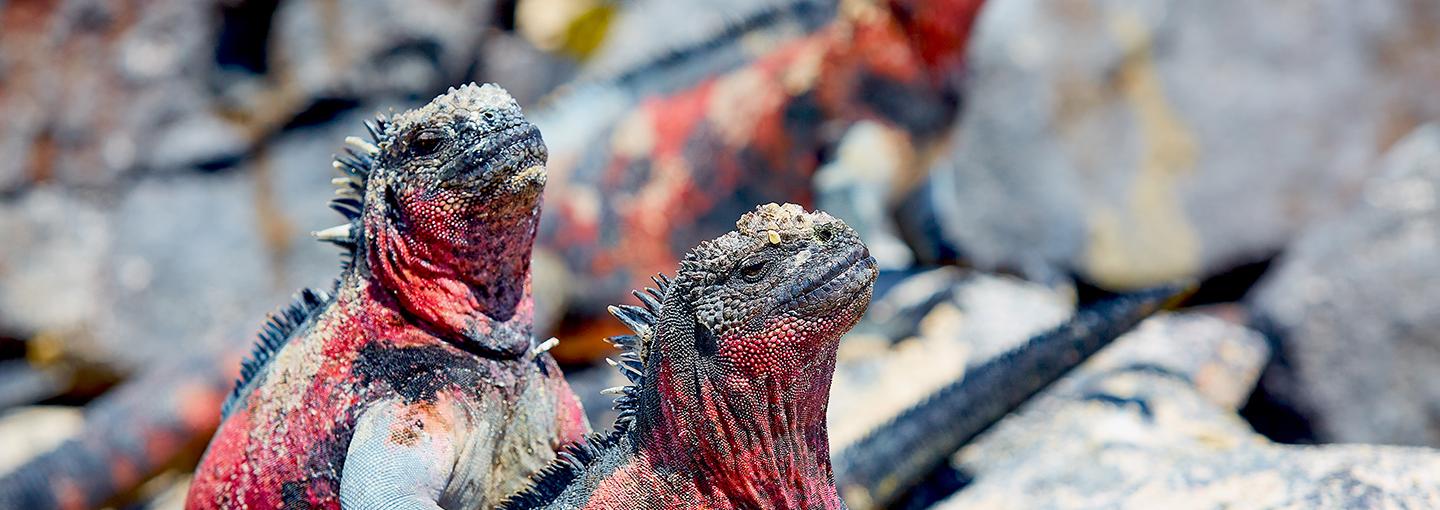 Marine Iguanas