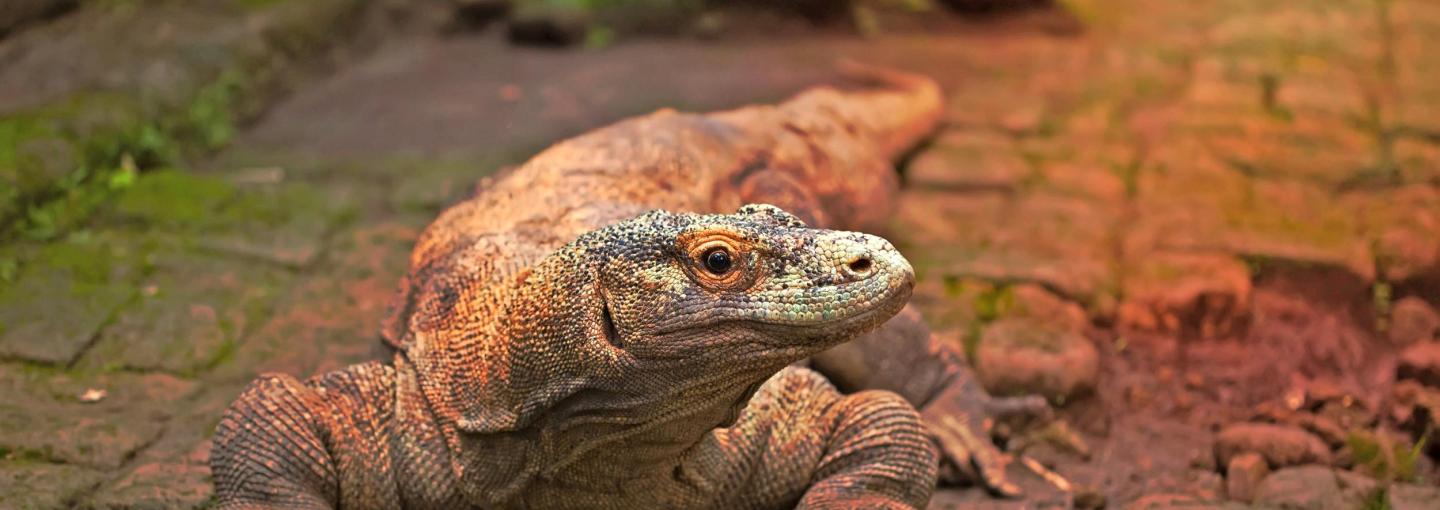 Komodo Dragon