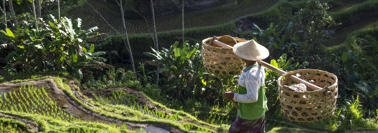 Ubud Rice Terraces