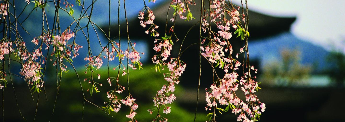 Cherry Blossoms