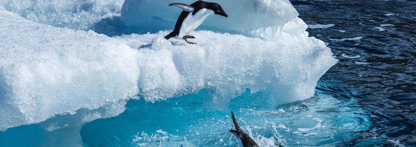Antarctica Photo by Andrew Studer