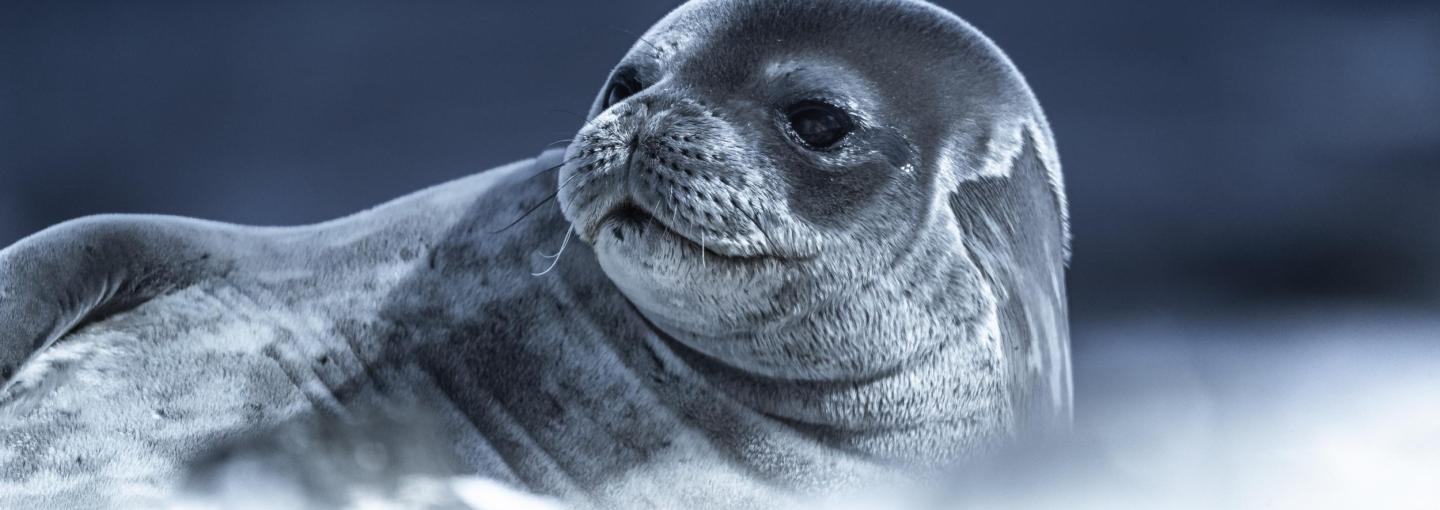 Antarctica Photo by Andrew Studer