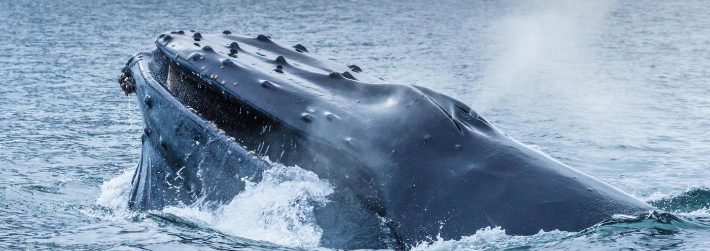 Antarctica Photos by Ralph Lee Hopkins