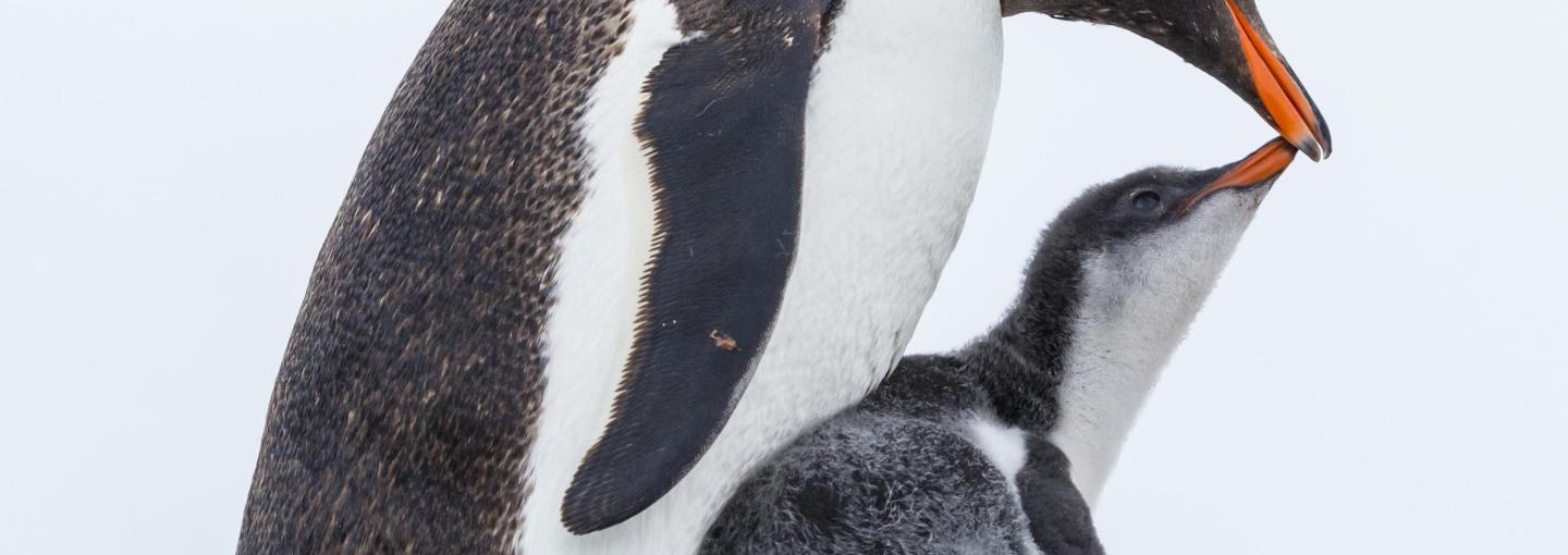 Antarctica Photos by Ralph Lee Hopkins