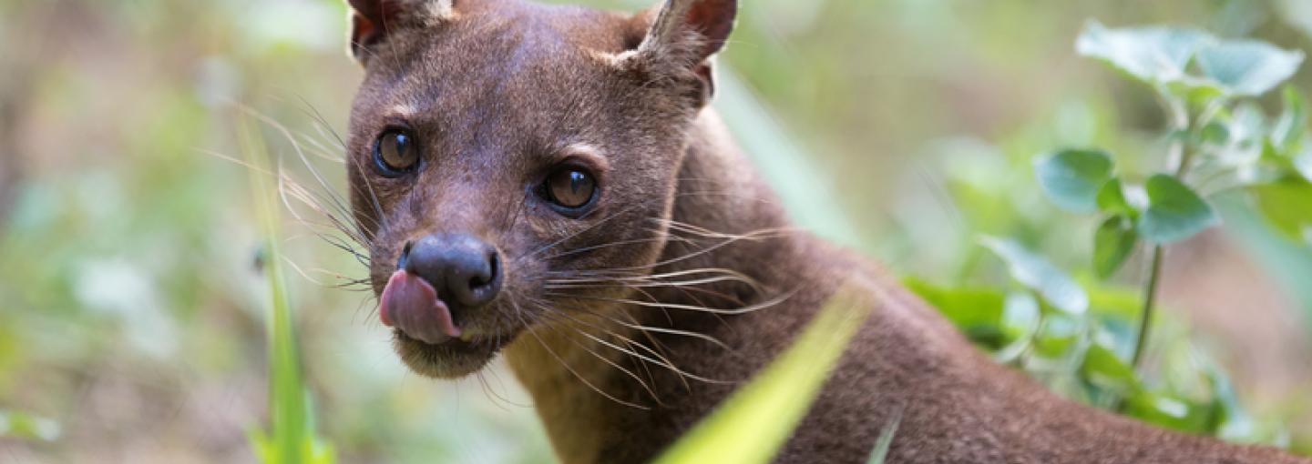 Fossa
