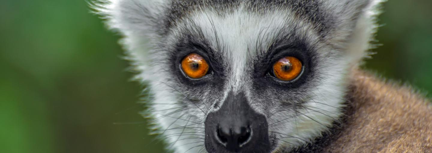 Ring-Tailed Lemur