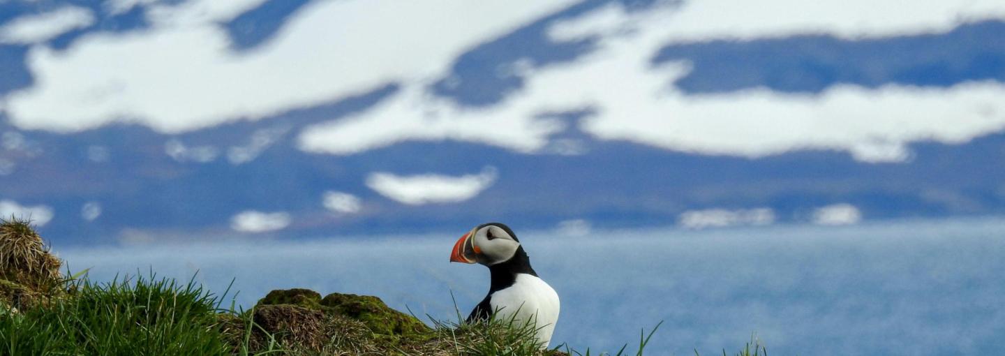 Puffin