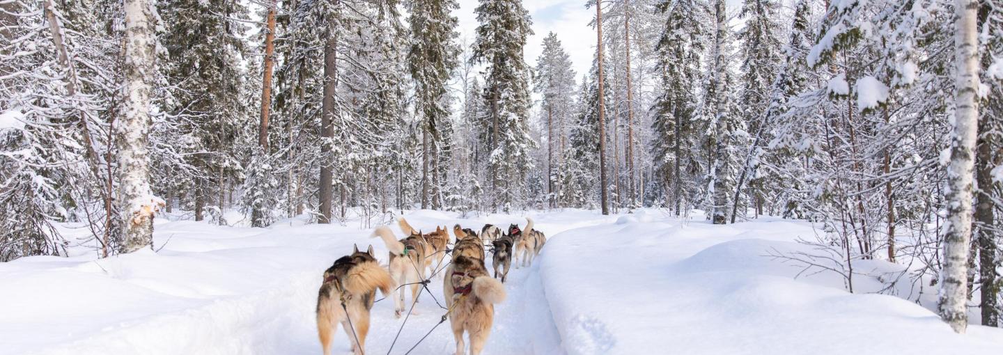 Dog sledding