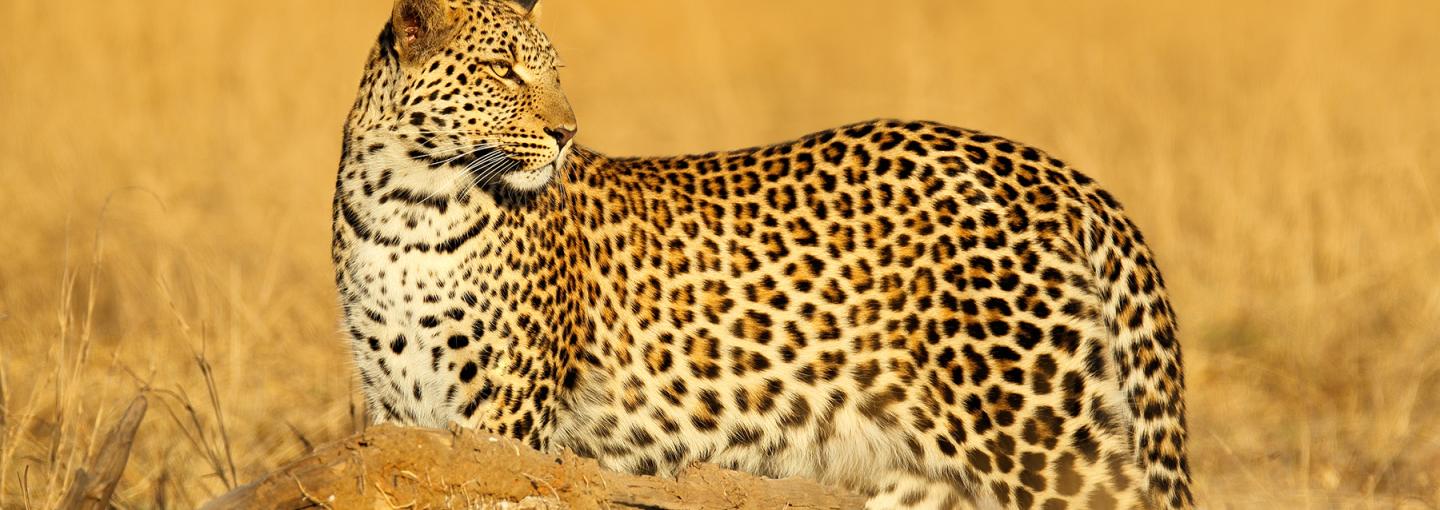 Leopard