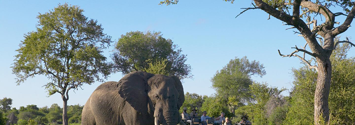 Elephant